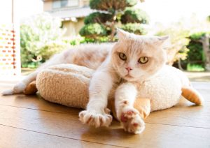 nekoatsume-movie.com
