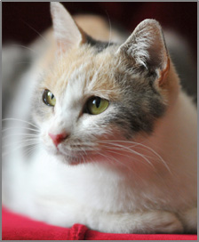 www.sensei-neko.com