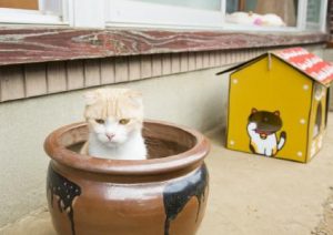 (C)2017 Hit-Point/『映画ねこあつめ』製作委員会
