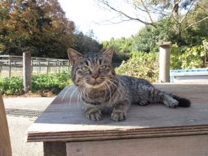 (C)2017 Hit-Point/『映画ねこあつめ』製作委員会