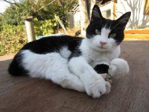 (C)2017 Hit-Point/『映画ねこあつめ』製作委員会