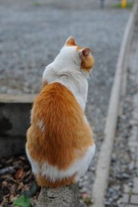 www.ashinari.com/