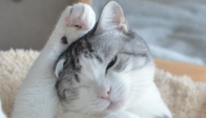 ねこあつめ 顔洗いねむねむするグッズ10選 これであなたも顔洗い仲間 V ねこあつめ 初心者の部屋 ねこあつめ 顔洗いねむねむするグッズ10選 これであなたも顔洗い仲間 V ねこあつめ 初心者の部屋