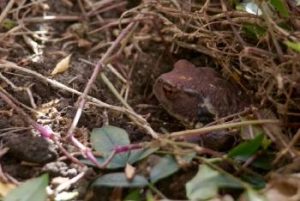ねこあつめ あいことば 今日の読み方は難しい 3月5日 啓蟄 ねこあつめ 初心者の部屋